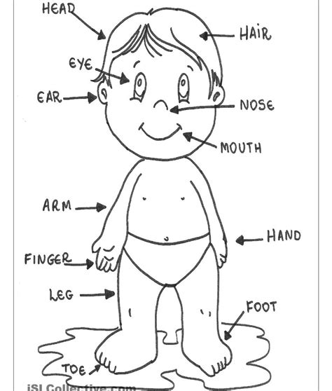 Human Body Parts Drawing at PaintingValley.com | Explore collection of Human Body Parts Drawing