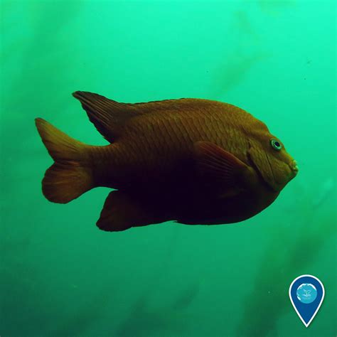 NOAA's Office of National Marine Sanctuaries — Meet the fiery state ...