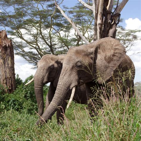 Premium Photo | Elephants in serengeti national park