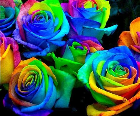 Rainbow Rose Seeds