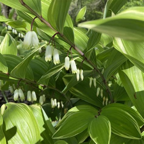 Polygonatum odoratum 'Variegatum' - Midwest Groundcovers, LLC