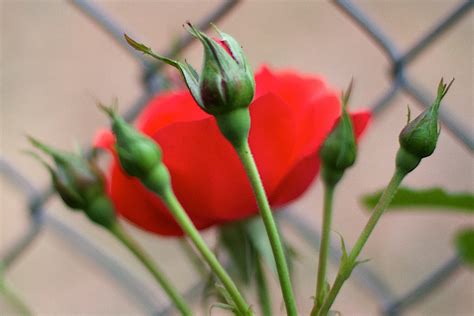 Gambar : menanam, daun bunga, mawar, hijau, merah, botani, Flora, merapatkan, tunas, 2016366 ...