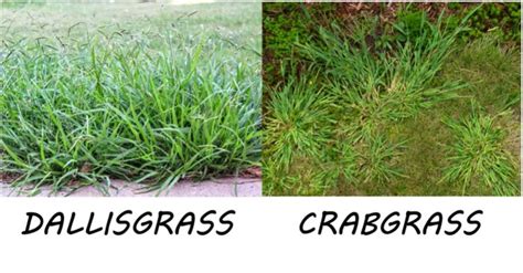 Dallisgrass vs Crabgrass: Key Differences - Turf&Till