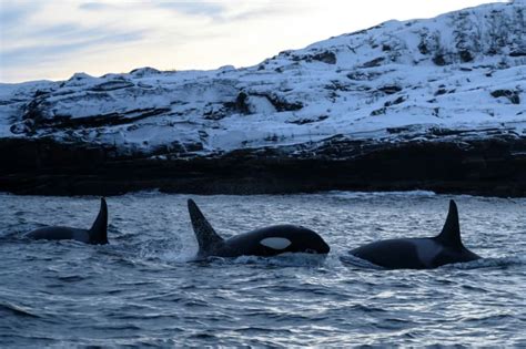 Climate change pushing killer whales to migrate north