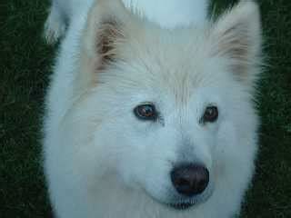 Sebaceous Adenitis - Astrolyka Samoyeds