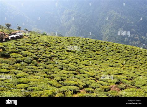 Bloomfield Tea Garden, Darjeeling, West Bengal, India Stock Photo - Alamy