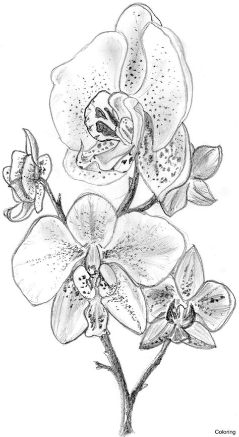 Orchid Flower Drawing at GetDrawings | Free download