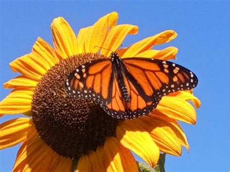 Monarch Butterfly On Sunflower: Photo Of The Day | Alameda, CA Patch