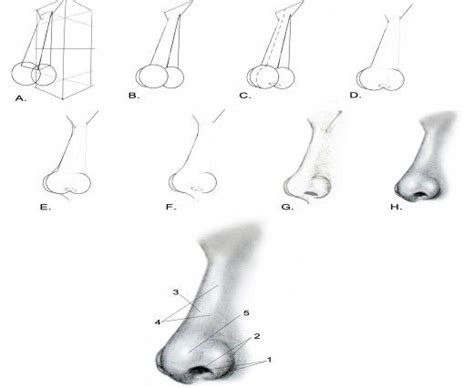 How To Draw Nose From Different Angles Easy Step By Step For Beginners ...