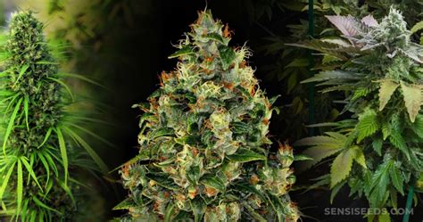 9 Best Hybrid Strains - Sensi Seeds