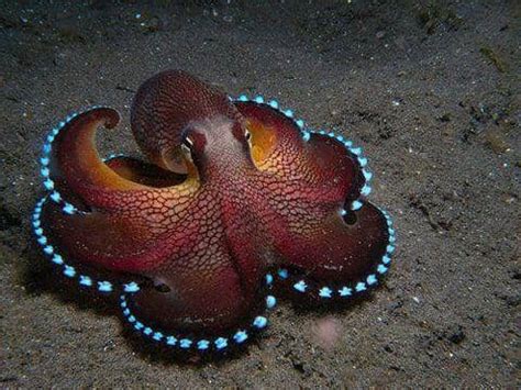 The Coolest Underwater Animals: The 15 Most Unusual Sea Creatures (2022)