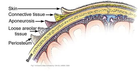 Anatomy of the Scalp