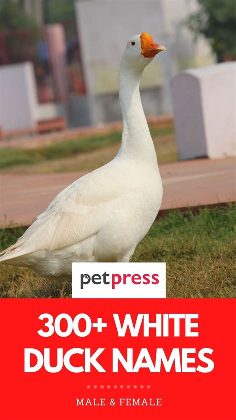 300+ White Duck Names: Best Names for Your White Duck!