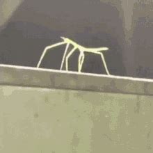 Stickbug Get Stick Bugged GIF - Stickbug Get Stick Bugged Get Stick ...