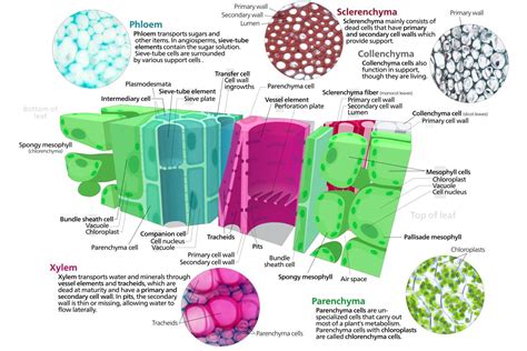 Plant Tissue Systems