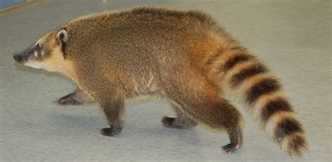 Coati (South American)