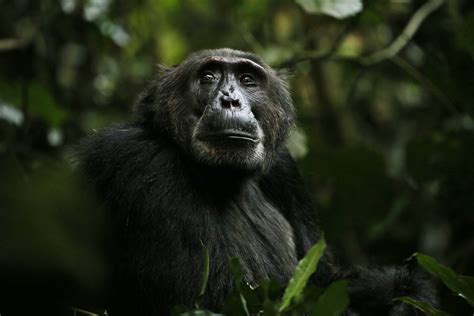 'Chimp Empire': ASU professor studies community featured in Netflix ...