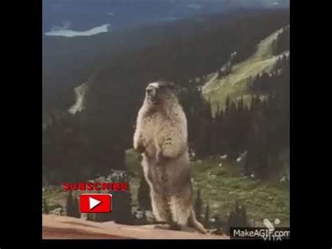 Screaming squirrel meme!!🤣 - YouTube