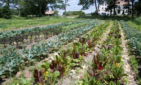 Learning How to Harvest Kale (Important Do's & Don'ts) | Properly Rooted