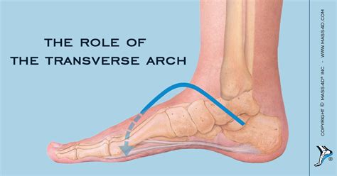 Transverse Arch Foot