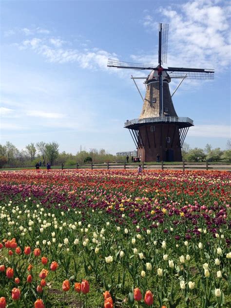 Windmill Island Garden in Holland, MI. 175,000 tulips bloom in late ...