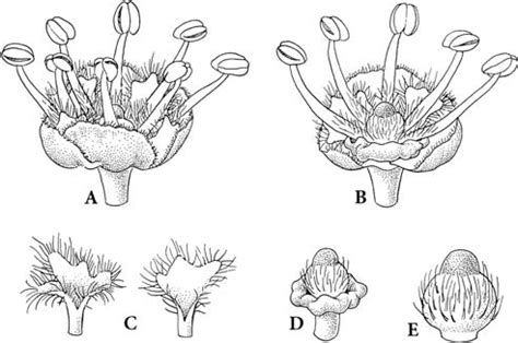 Sapindaceae. Vouarana anomala. A, B Male flowers . C Petals, ventral... | Download Scientific ...