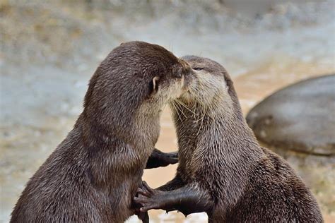 Just 2 otters kissing : aww