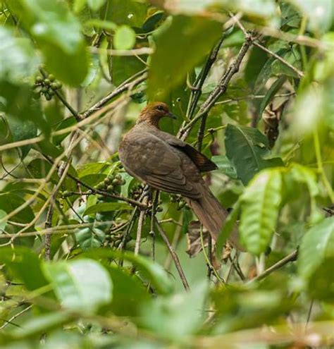 Andaman cuckoo-dove | Birds of India | Bird World