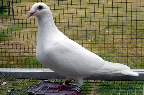 Pin on Racing pigeons