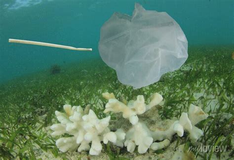 Coral bleaching and plastic in ocean. climate change and pollution ...