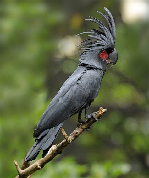 Black Palm Cockatoo Facts, Pet Care, Personality, Pictures | Singing ...