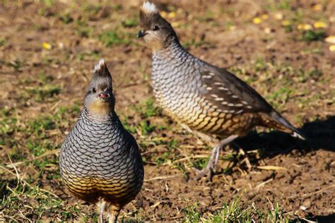 Texas quail hunting forecast: South Texas, Rolling Plains, Trans-Pecos