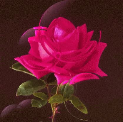 Pink Rose GIF – Pink Rose Animation – discover and share GIFs