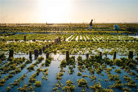 Leaders in Kelp Farming And Harvesting | The Momentum