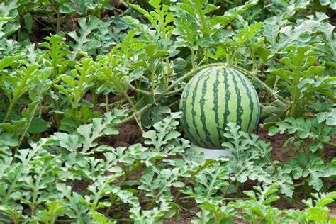 How to Plant and Grow Watermelons | Gardener’s Path