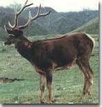 Thorold's deer Facts & Photos - The Firing Line Forums