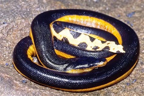 8 Black Snakes With Yellow Belly (Pictures) - Wildlife Informer