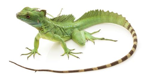 Meet The Basilisk Lizard: The Lizard That Can Run On Water