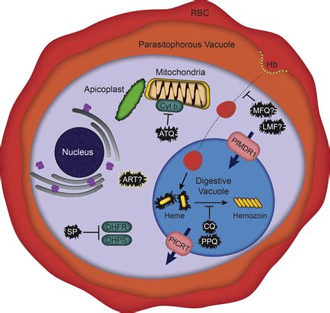 Elucidating Mechanisms of Drug-Resistant Plasmodium falciparum: Cell Host & Microbe