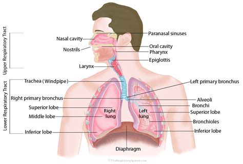 Respiratory System Diagram | Quizlet