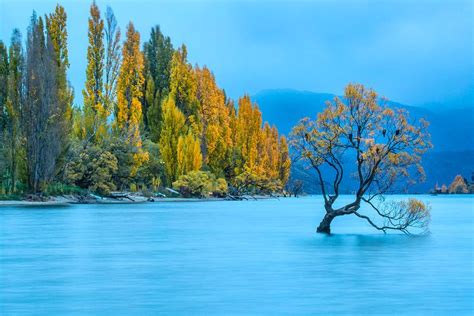 This is the world-famous willow tree in Lake Wanaka, New Zealand, that ...