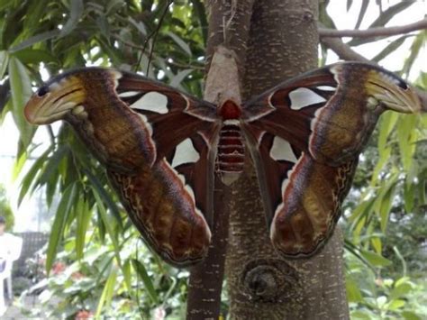 World's Largest Butterfly (12 photos) | KLYKER.COM