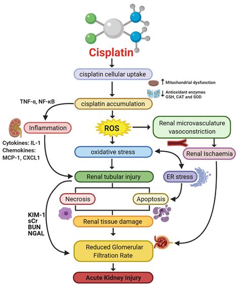 Cancers | Free Full-Text | Mechanisms of Cisplatin-Induced Acute Kidney Injury: Pathological ...