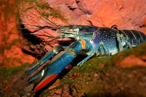 Australian Freshwater Crayfish Stock Photo - Image: 5653230