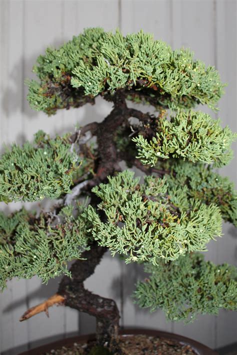 Japanese Juniper Bonsai | kuromatsubonsai.com