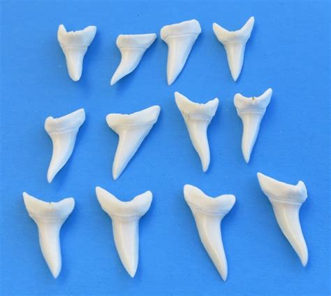 1-5/8 inches White Shortfin Mako Shark Teeth Wholesale