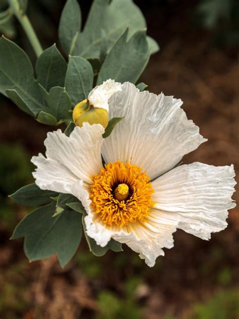 Pretty Poppy Varieties | HGTV