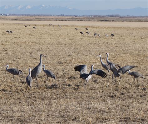 Sandhill Crane Festival, Monte Vista, Co. – Gannett Getaways