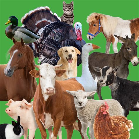 Happy National Farm Animals Day by Uranimated18 on DeviantArt