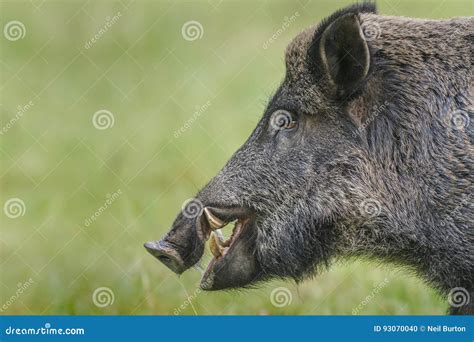 Wild Boar Tusks Stock Photos - 480 Images - Page 2